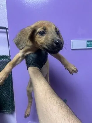 A baby small-sized female Brown / Chocolate Shepherd dog named 61385069 for adoption in El Paso, TX