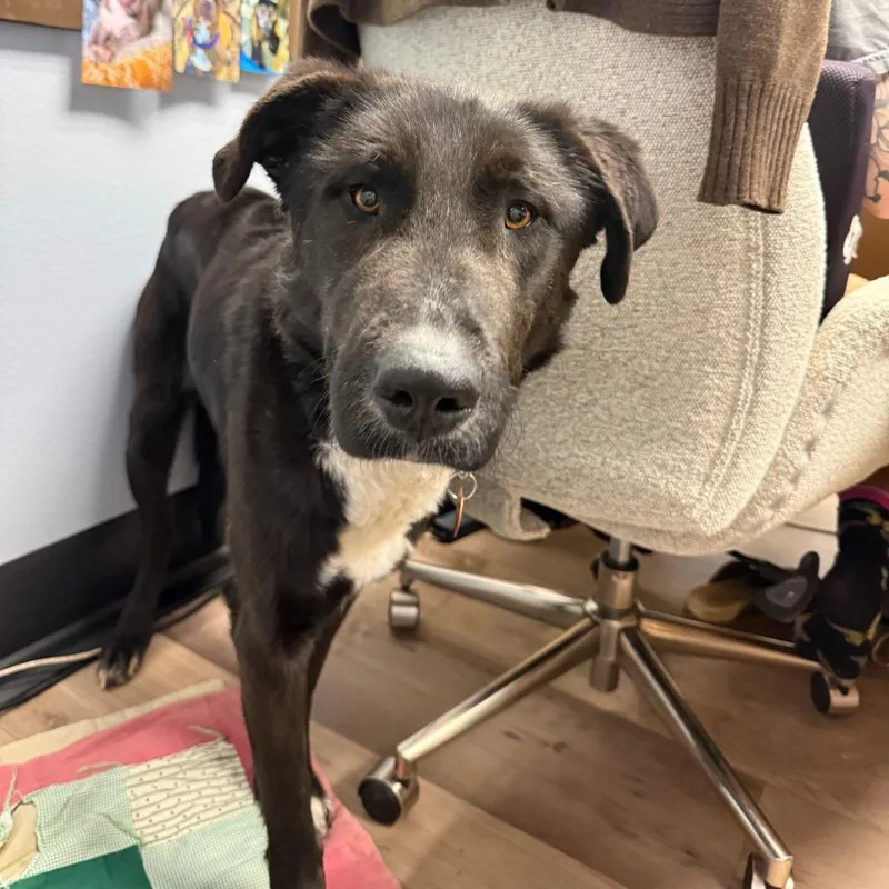 An adult large-sized male Black Black Labrador Retriever dog named Oreo for adoption in Durango, CO