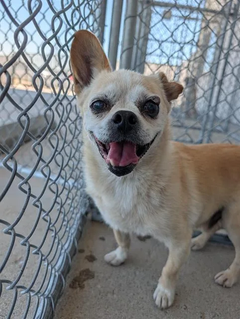 An adult small-sized male Chihuahua dog named Orion for adoption in Bakersfield, CA
