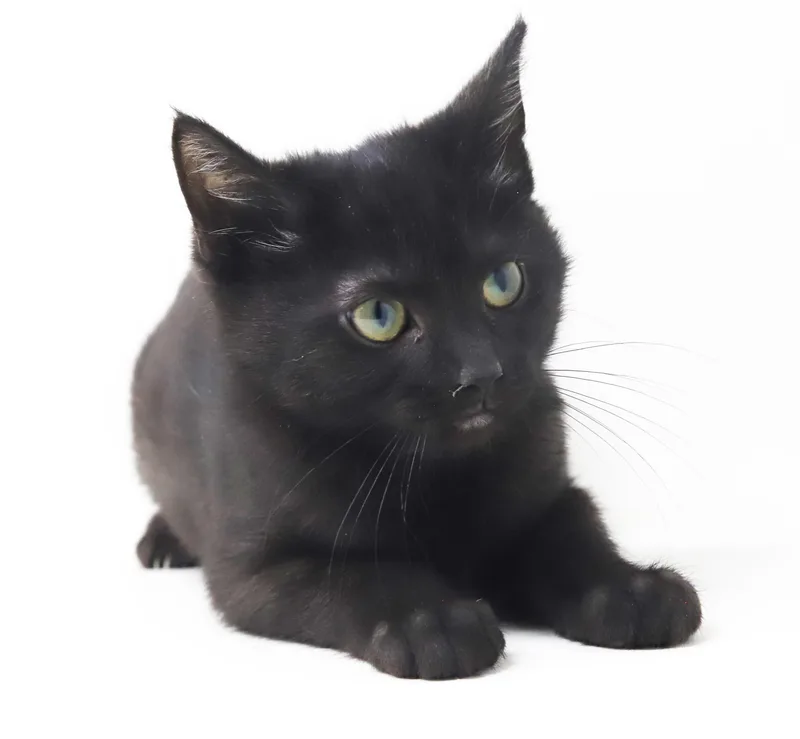 A baby small-sized female Bombay cat named Potato is the ULTIMATE for adoption in Bedford Hills, NY