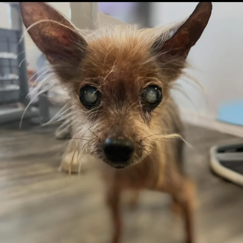 A senior small-sized male Golden Yorkshire Terrier dog named Freddy for adoption in CORPUS CHRISTI, TX