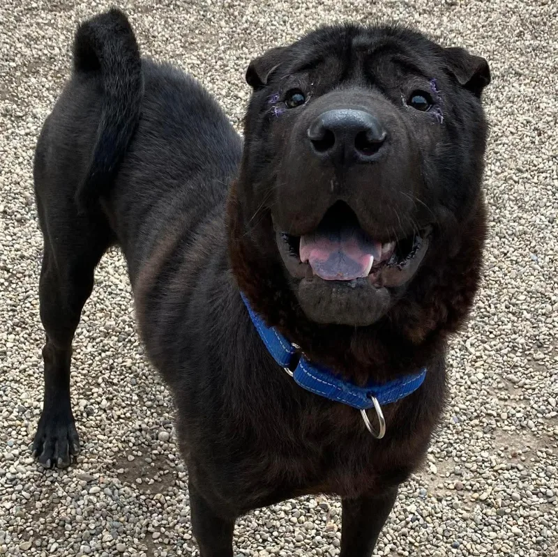 A young medium-sized male Black Shar-Pei dog named Diesel for adoption in Marseilles, IL