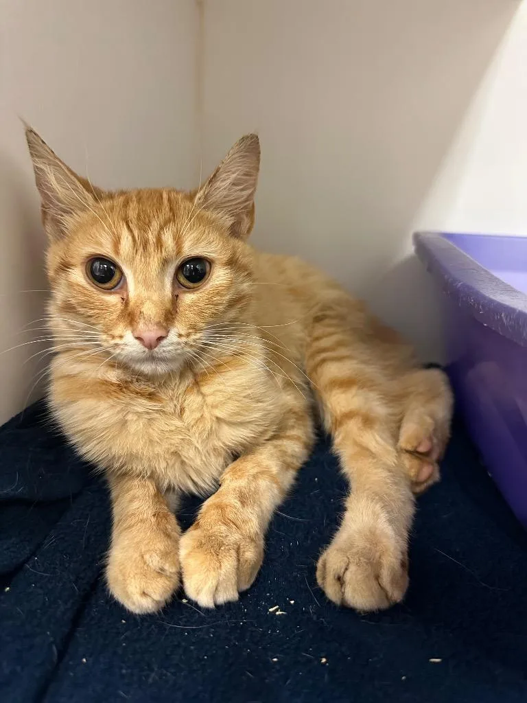 A baby medium-sized female Domestic Short Hair cat named Mary for adoption in Johnson City, TN