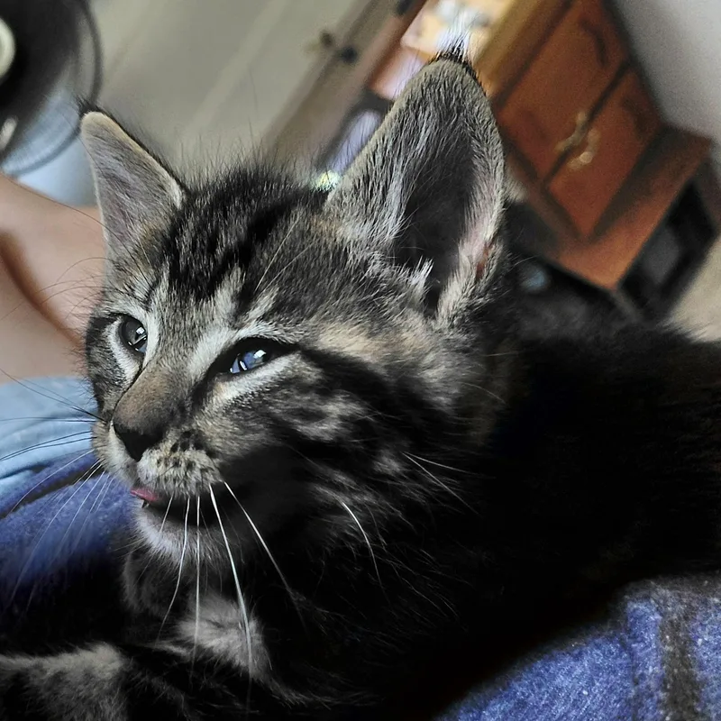 A baby medium-sized male Tabby (Brown / Chocolate) Domestic Short Hair cat named Jinx for adoption in Springfield, OR