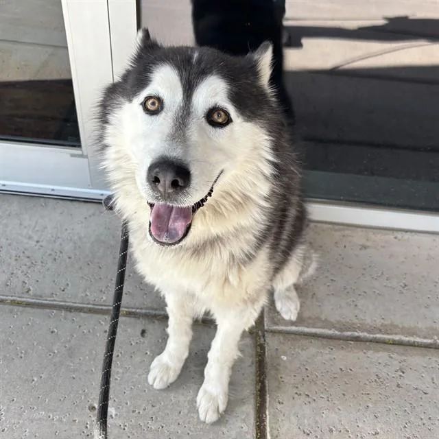 A young large-sized male Husky dog named Ares for adoption in Mesa, AZ