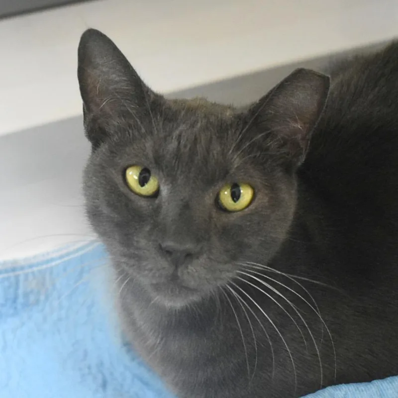 A senior medium-sized male Domestic Short Hair cat named Doodlebug for adoption in Saint Petersburg, FL