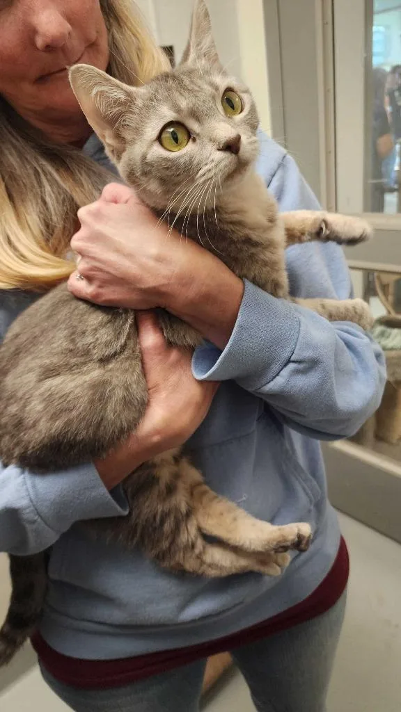A young small-sized female Domestic Short Hair cat named Pegasus for adoption in New Kensington, PA