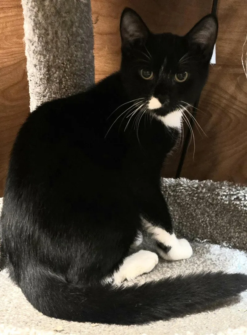 A baby medium-sized male Black & White / Tuxedo Domestic Short Hair cat named Peanut Butter Spot for adoption in Trenton, NJ