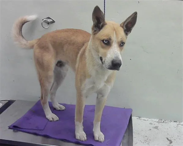 A young large-sized male German Shepherd Dog dog named Oliver for adoption in Houston, TX