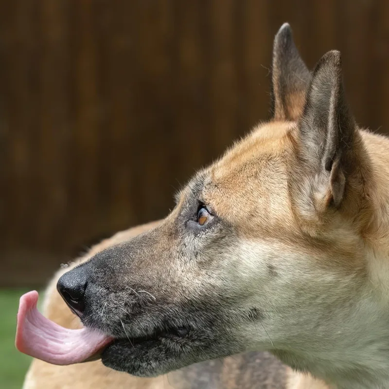 An adult large-sized female Black German Shepherd Dog dog named Lani for adoption in Tomball, TX