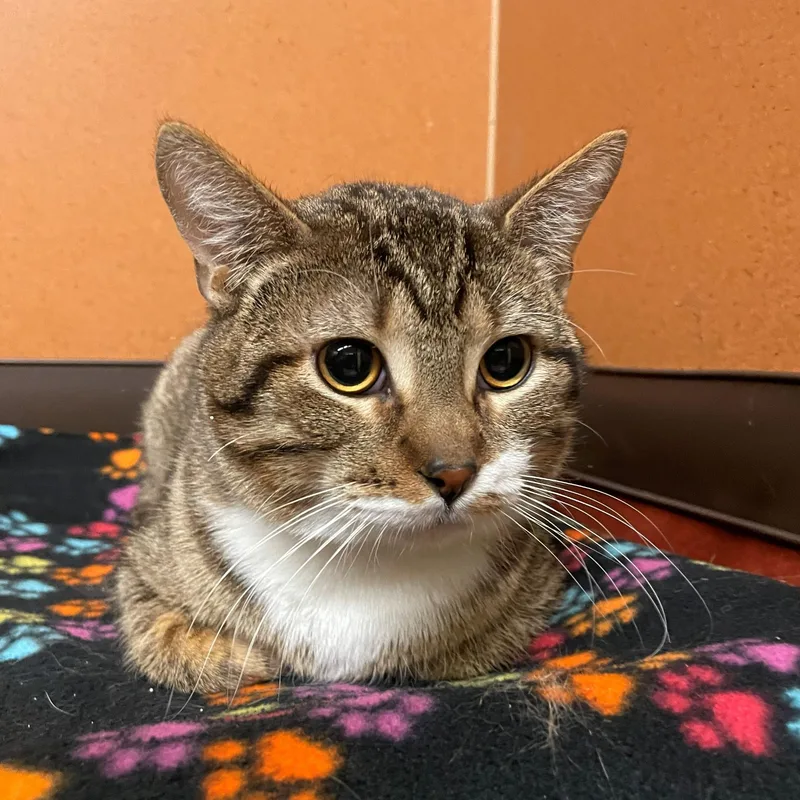 Tator Tot thumbnail 2