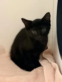 A baby small-sized male Domestic Short Hair cat named Sus for adoption in Savannah, GA