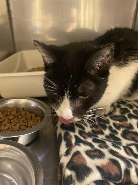 A senior medium-sized female Domestic Short Hair cat named Bessie for adoption in West Valley City, UT