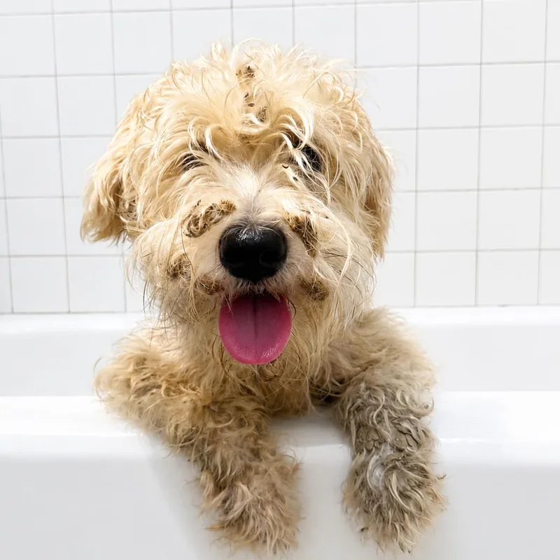 An adult medium-sized male White / Cream Schnauzer dog named Cedar for adoption in Bastrop, TX