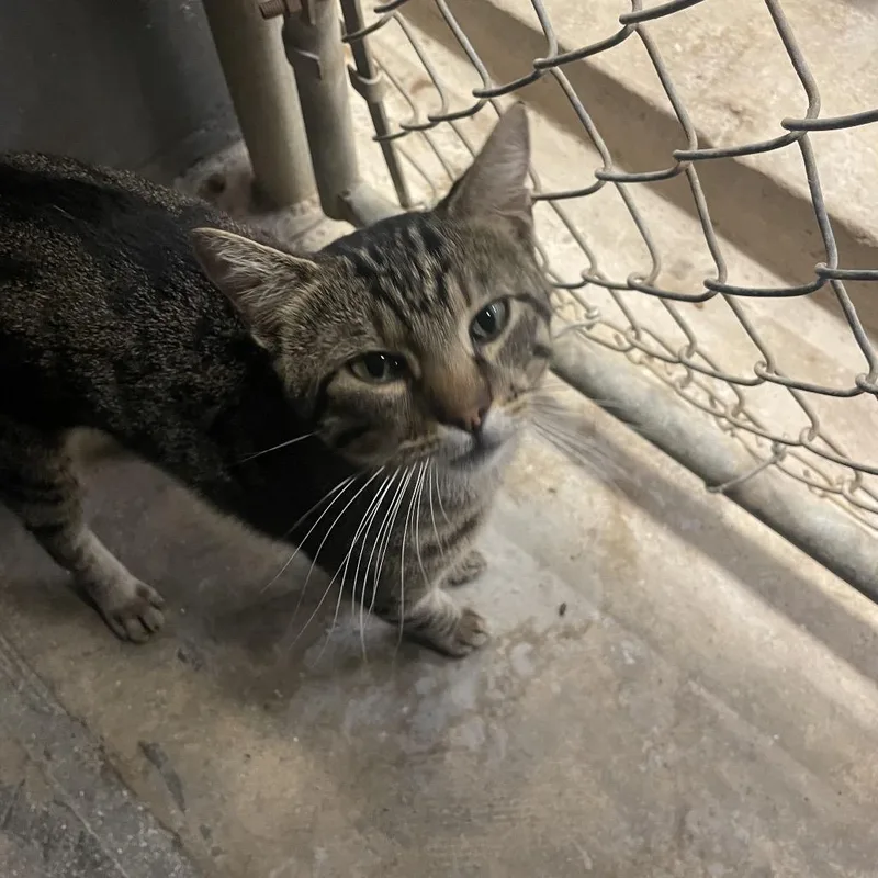 An adult medium-sized male Brown / Chocolate Domestic Short Hair cat named Tubby for adoption in Collinsville , OK