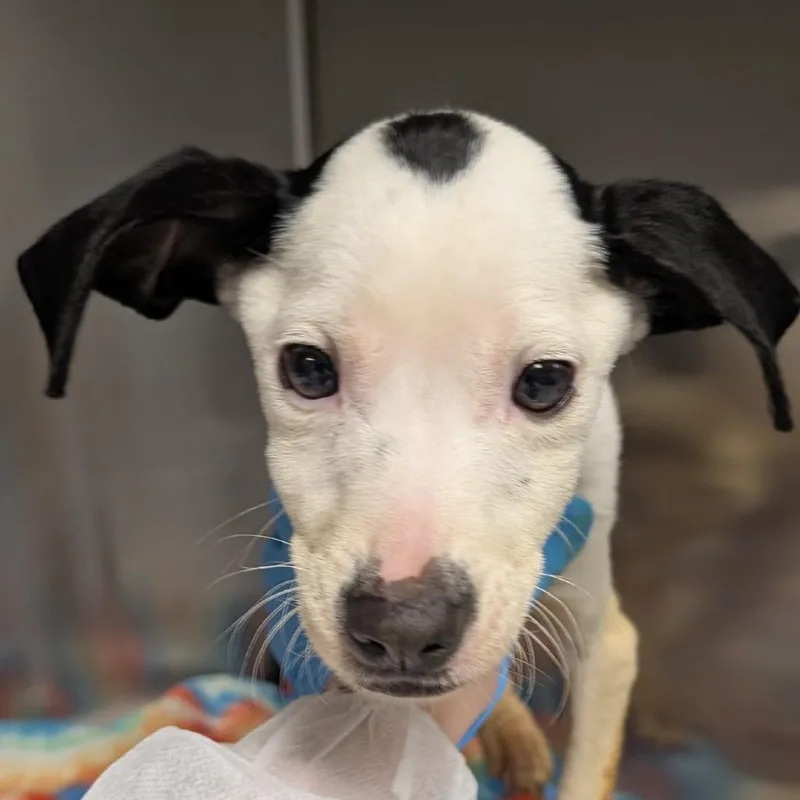 A baby small-sized male White / Cream Terrier dog named Ford for adoption in Greenville, SC