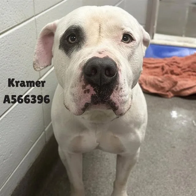 An adult medium-sized male Mastiff dog named Kramer for adoption in Huntsville, AL