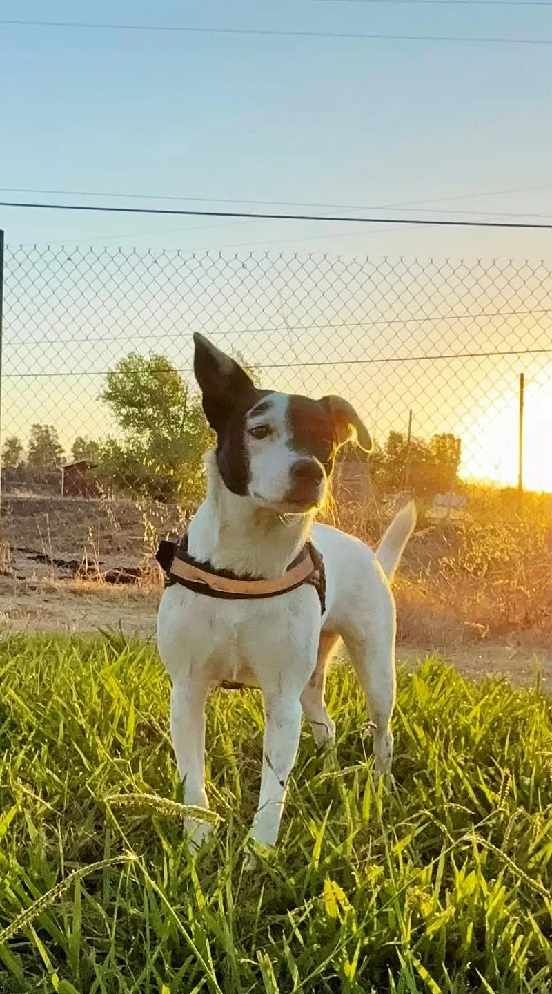 A young small-sized female Jack Russell Terrier dog named Pepper for adoption in Yuba City, CA