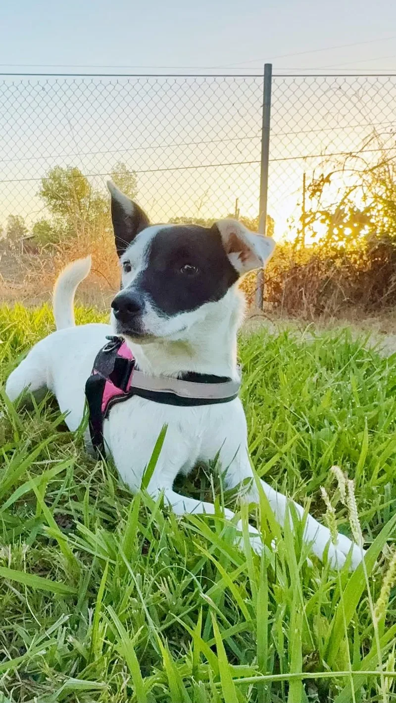 Pepper thumbnail 2