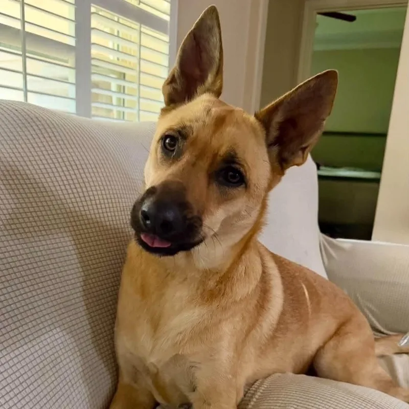 An adult medium-sized female Yellow / Tan / Blond / Fawn German Shepherd Dog dog named Iris for adoption in Richmond, TX