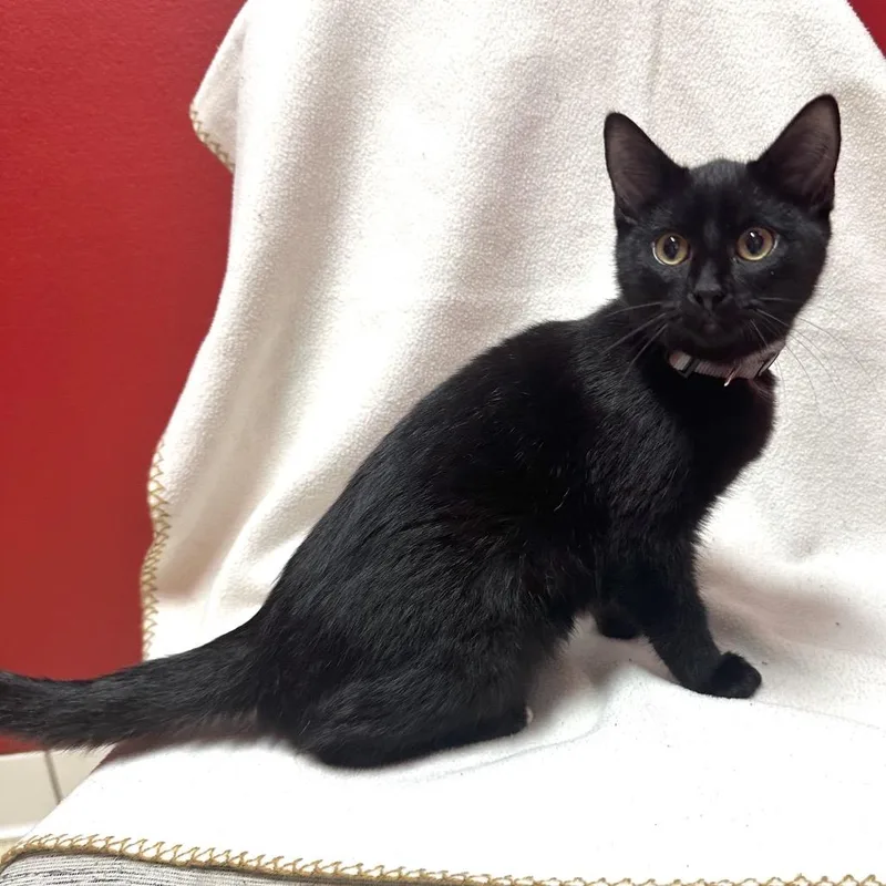 A baby small-sized female Black Domestic Short Hair cat named Ponder Q for adoption in Union, MO