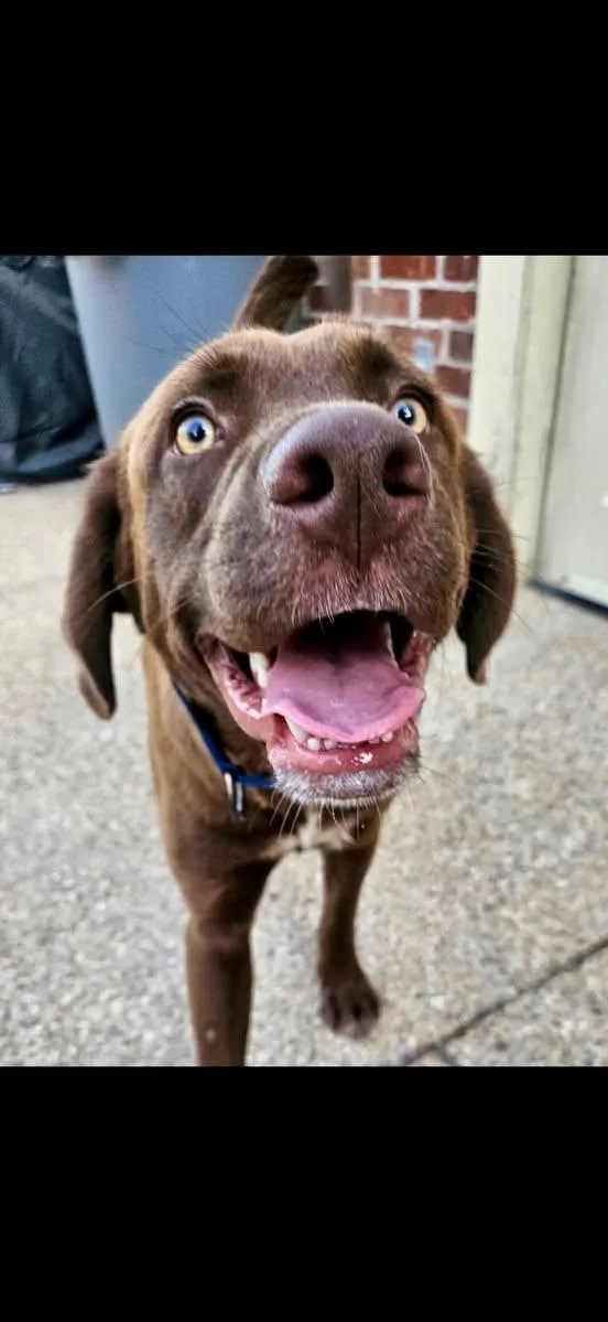 A young large-sized male Labrador Retriever dog named Louis for adoption in Bloomfield Hills, MI
