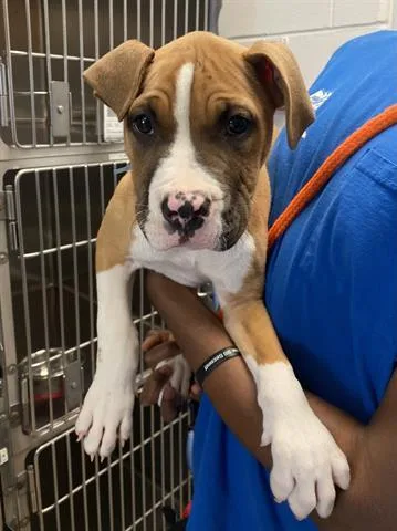 A baby small-sized male Pit Bull Terrier dog named Dexter for adoption in Dayton, OH