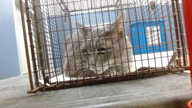 An adult small-sized male Russian Blue cat named Jetro for adoption in Miami, FL
