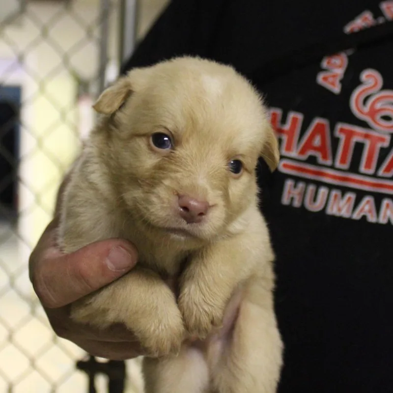 A baby small-sized male Yellow / Tan / Blond / Fawn Mixed Breed dog named Latte for adoption in Valley, AL