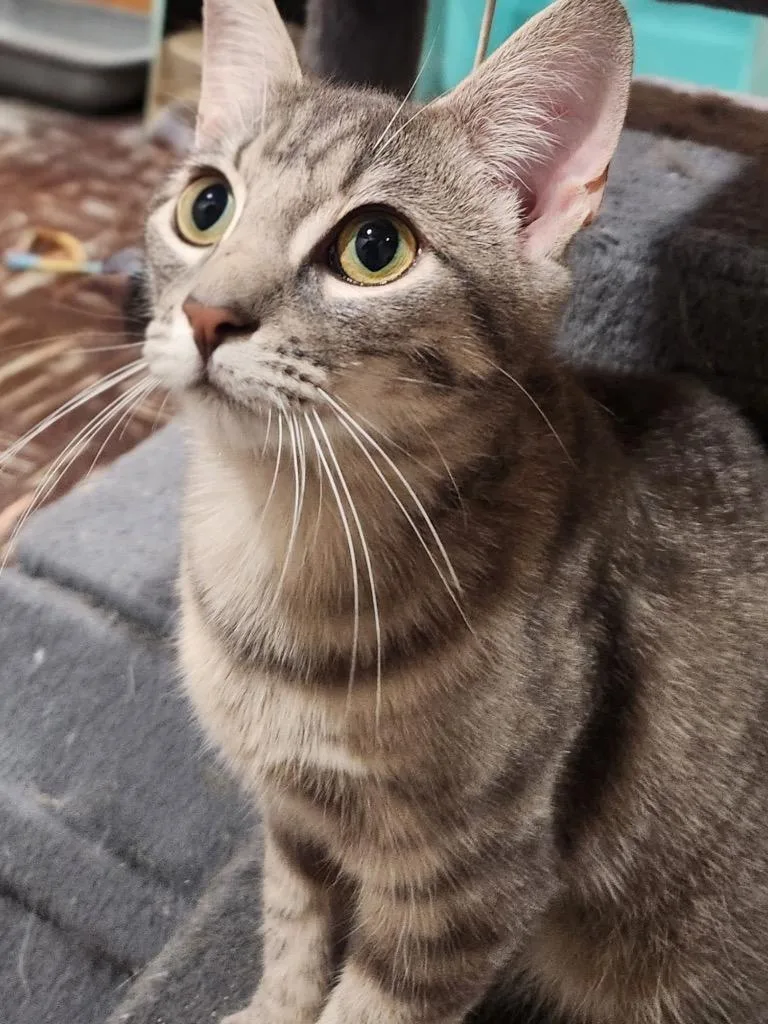 A baby small-sized female Domestic Short Hair cat named Tink for adoption in Camp Hill, PA