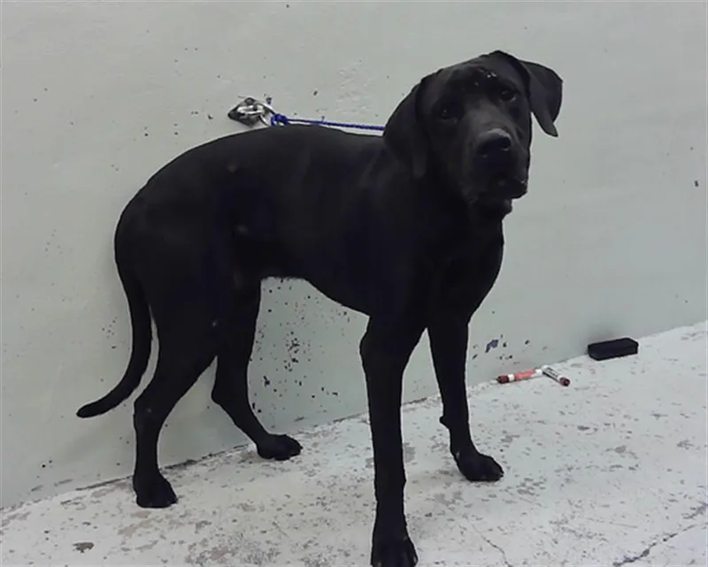 An adult large-sized male Cane Corso dog named A for adoption in Houston, TX