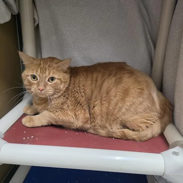 An adult small-sized male Domestic Short Hair cat named Ziggy for adoption in Des Moines, IA