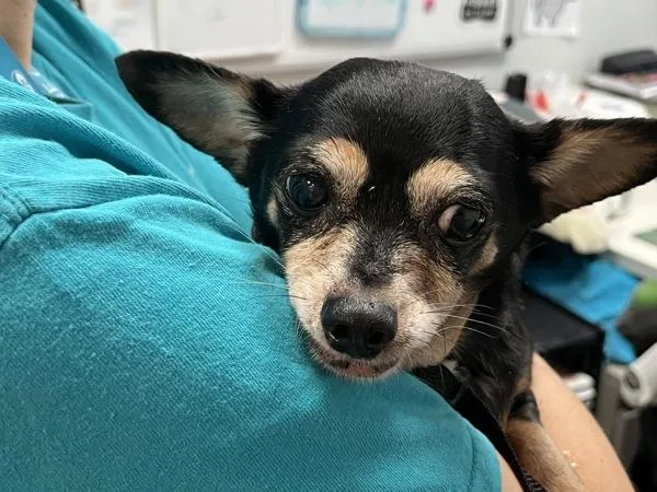 A senior small-sized female Mixed Breed dog named Chapita for adoption in New York, NY