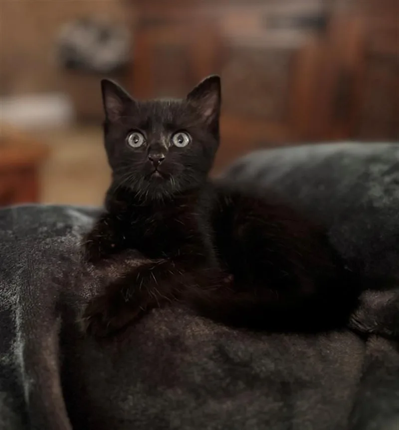 A baby small-sized female Domestic Short Hair cat named Petunia for adoption in Houston, TX