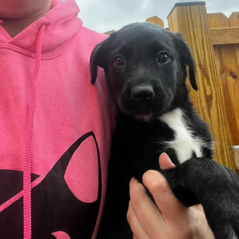 A baby medium-sized female Black Border Collie dog named Emerald for adoption in Pasadena , MD