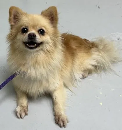 An adult small-sized female Pomeranian dog named Shortcake for adoption in Savannah, GA