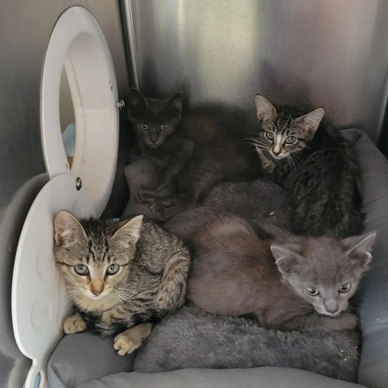 A baby small-sized female Gray / Blue / Silver Domestic Short Hair cat named Gardening Tools for adoption in Westminster, CA