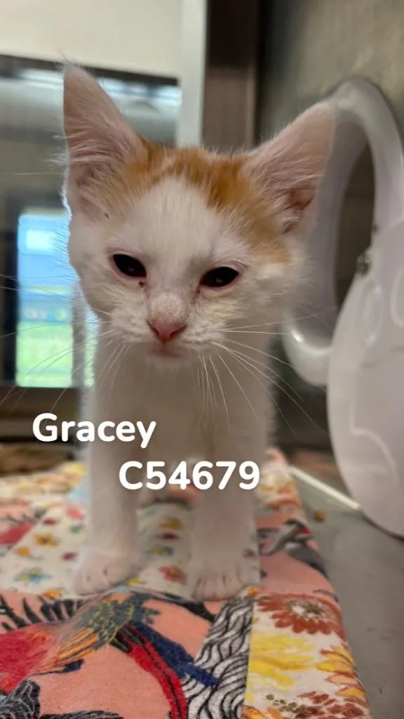 Gracey thumbnail 2