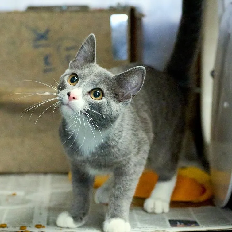 A young medium-sized male Gray / Blue / Silver Domestic Short Hair cat named Sunny for adoption in Memphis, TN