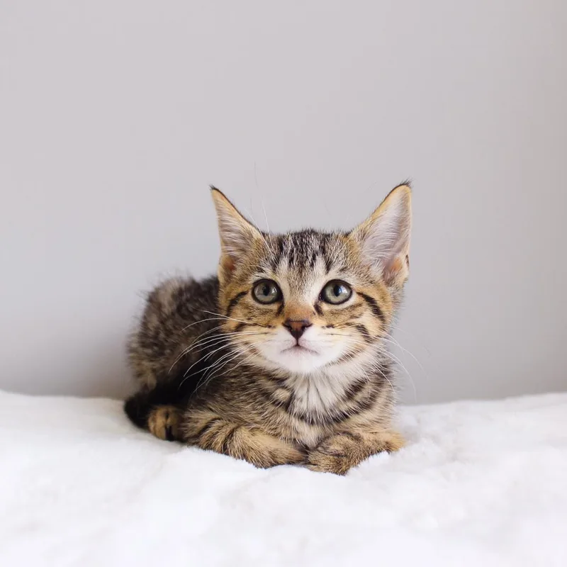 A baby medium-sized female Tabby (Brown / Chocolate) Domestic Short Hair cat named Pop Tart for adoption in Wayne, NJ