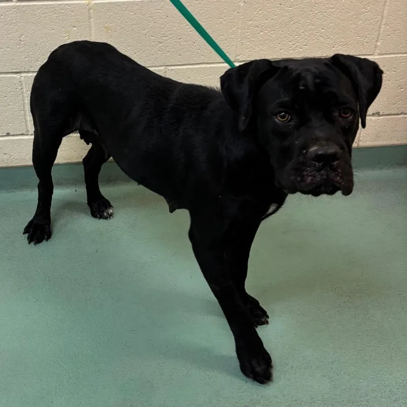 An adult large-sized female Mixed Breed dog named Mazda for adoption in Memphis, TN