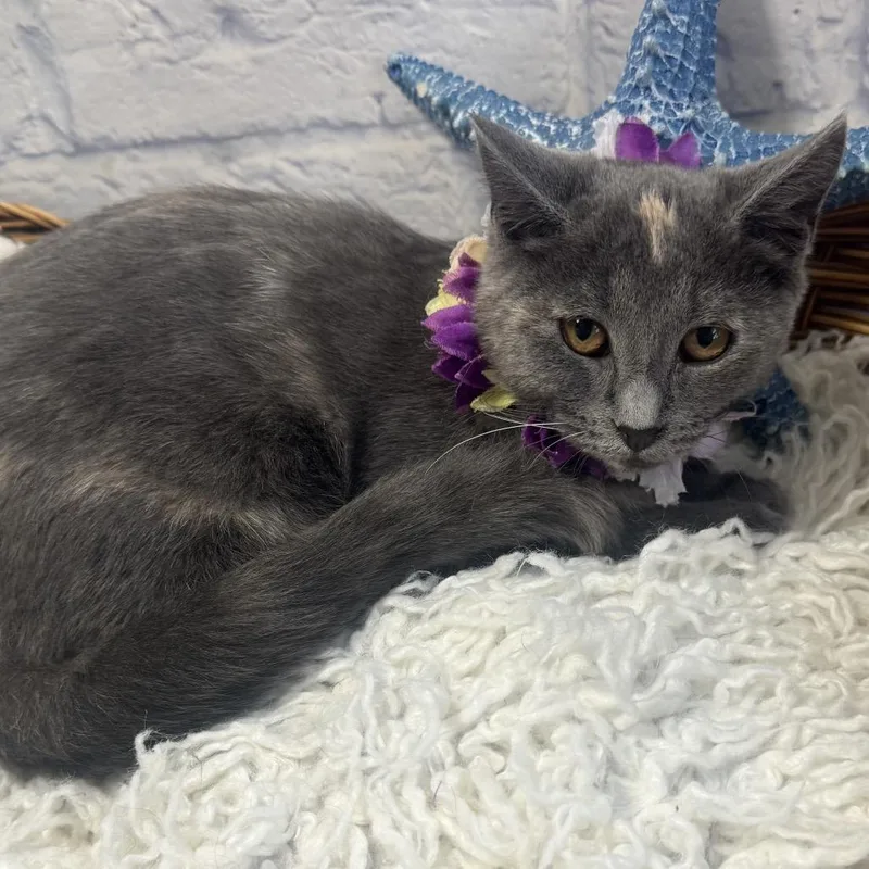 A baby small-sized female Gray / Blue / Silver Domestic Short Hair cat named Peanut for adoption in Harrisonburg, VA