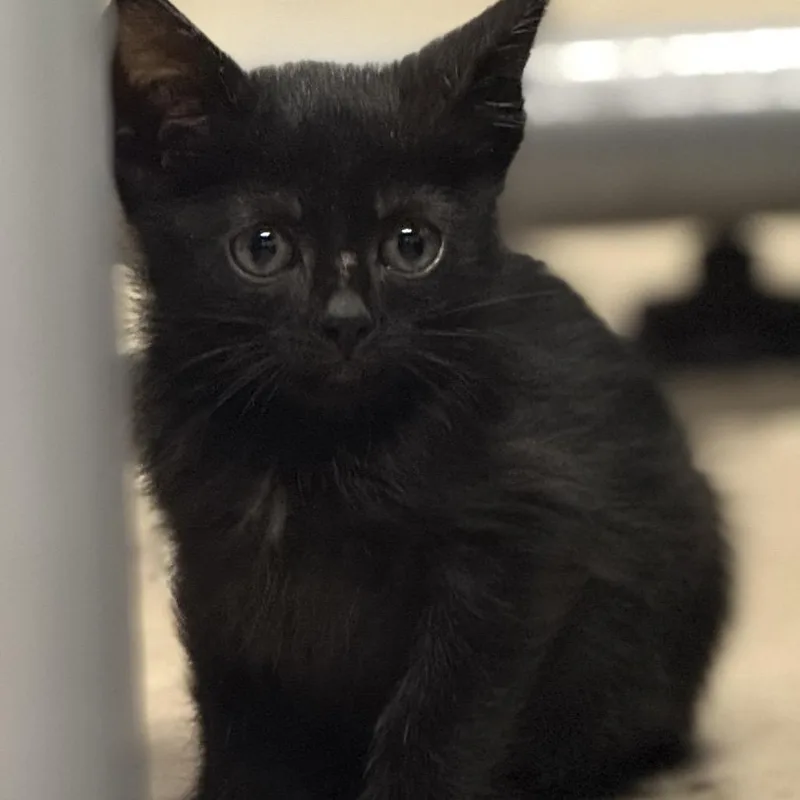 A baby small-sized female Black Domestic Short Hair cat named Freya for adoption in Tustin, CA
