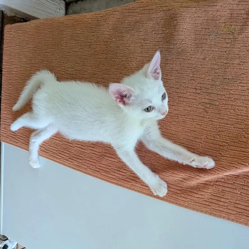 Luna