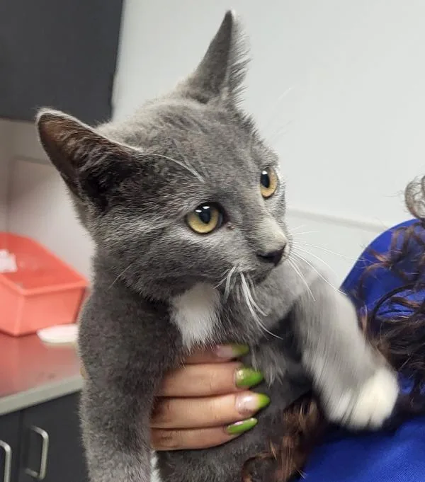 A baby small-sized male Domestic Short Hair cat named If Melvin for adoption in Lawrenceville, GA