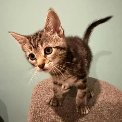 A baby medium-sized female Tabby (Gray / Blue / Silver) Domestic Short Hair cat named Scrabble for adoption in Phoenixville, PA