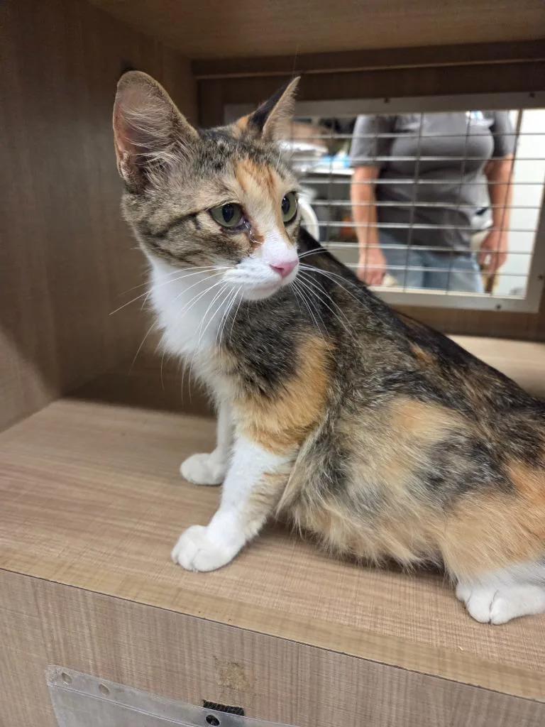 A young small-sized female Domestic Short Hair cat named Rain for adoption in Bossier City, LA