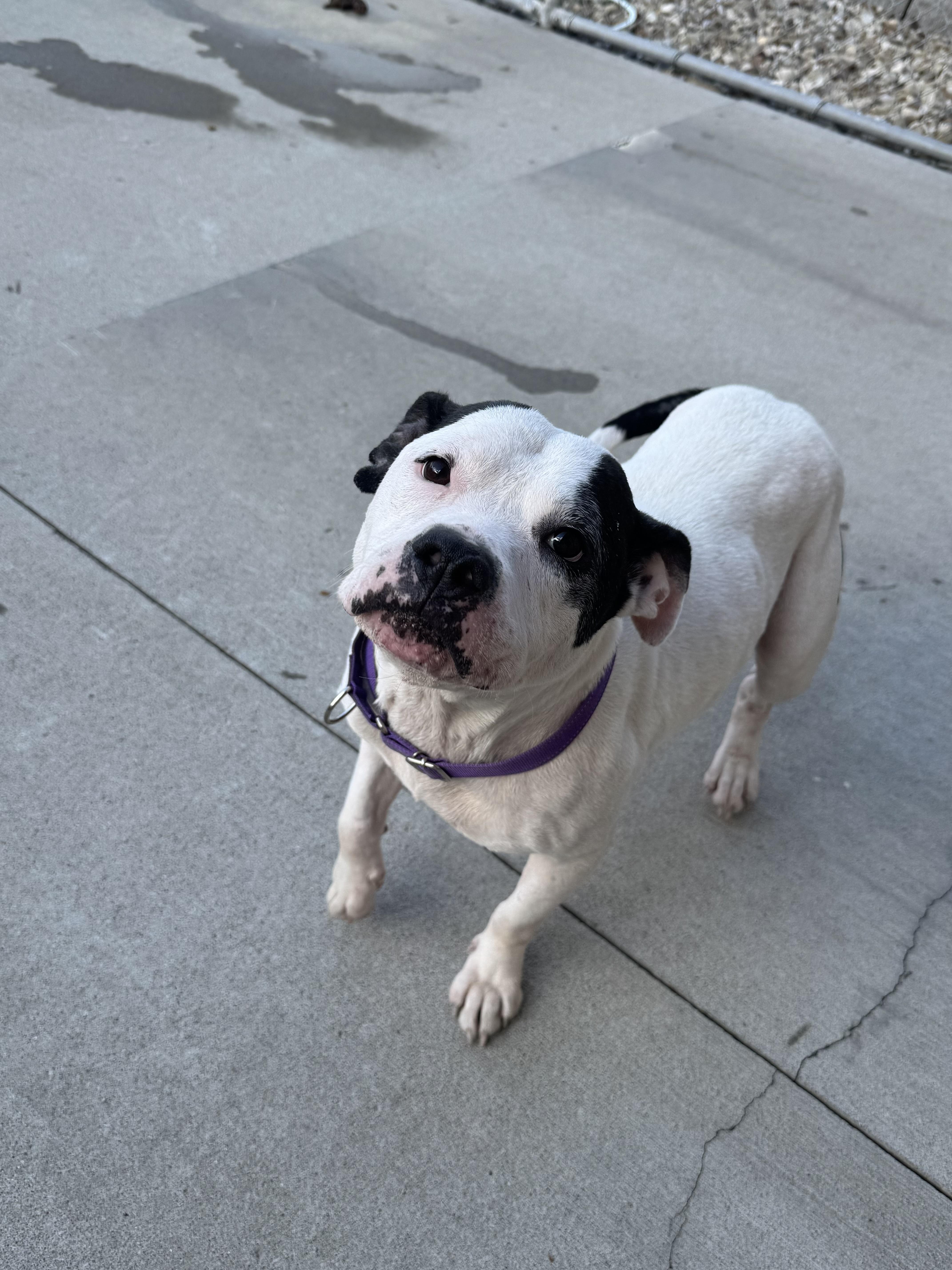 An adult medium-sized female Black Terrier dog named Nellie for adoption in Mansfield, OH