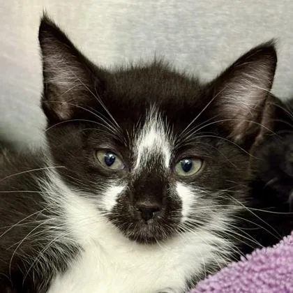 A baby medium-sized female Domestic Short Hair cat named Spike for adoption in Sacramento, CA