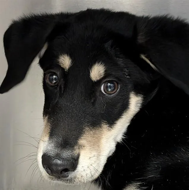 A baby small-sized male German Shepherd Dog dog named A for adoption in Tucson, AZ